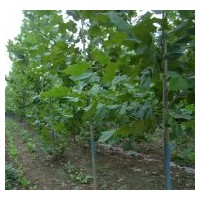 2011給力供應(yīng)各種規(guī)格法桐，速生法桐，法桐樹苗