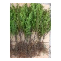 供應(yīng)紅豆杉苗