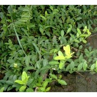 沭陽常青藤 長(zhǎng)青藤