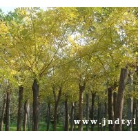 黃金槐供應(yīng)