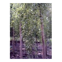 龍爪槐供應(yīng)