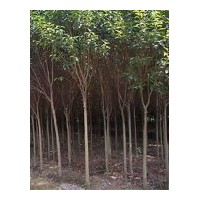 大葉女貞供應(yīng)