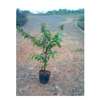 長期供應(yīng)三角梅，連翹，薔薇，常春藤，六月雪，迎春柳