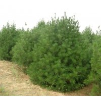 長期供應3年營養(yǎng)缽白皮松 1-4米白皮松