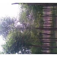 大量供應(yīng)柳樹，火炬，金葉榆，金葉槐，白蠟