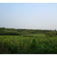 供應(yīng)紅葉李、大葉女貞、廣玉蘭、香樟、毛桃種子、白玉蘭苗