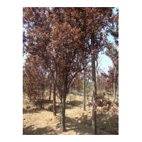 供應紅葉李 紫葉李3公分4公分5公分6公分7公分8公分9公分10公分