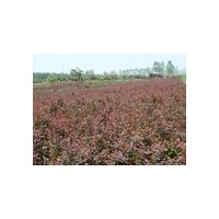 供應(yīng)紅葉小檗直銷 中心15公分紅葉小檗 30公分紅葉小檗