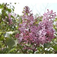 出售大量紫丁香