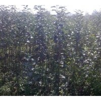 蘋果苗供應(yīng)