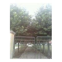 供應(yīng)速生法桐、國(guó)槐、白臘、合歡、垂柳、南欒、北欒、青桐、臭椿