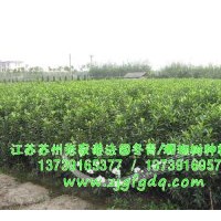 供應(yīng)0.6-4米法國冬青、珊瑚樹優(yōu)惠供應(yīng)中