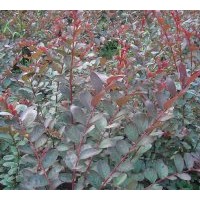 大量批發(fā)供應(yīng)日本富士紫薇，紅葉喬木紫薇