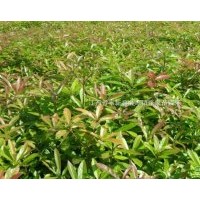 供應(yīng)木荷 江南榿木，杉木，馬尾松，池杉，香樟，檫木等