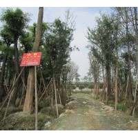 批發(fā)20公分等規(guī)格皂角