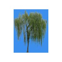 供應(yīng)山東巨野國(guó)槐 法桐 垂柳 白蠟