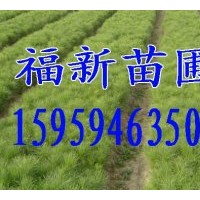 供應(yīng)濕地松苗,木荷苗,紅豆杉苗,光皮樺苗,香樟苗,無(wú)患子苗,羅漢松
