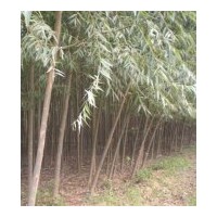 供應竹柳，美國竹柳、竹柳樹苗、河北竹柳樹苗