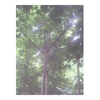 主要品種有老式法桐及新品種速生法桐、國槐、白臘、合歡、垂柳、