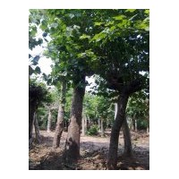 供應(yīng)法桐、法桐價格、合歡價格
