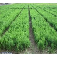 供應(yīng)側(cè)柏