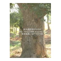 供應(yīng)20公分香樟樹(shù)價(jià)格 30公分香樟樹(shù)價(jià)格 40公分香樟樹(shù)價(jià)格