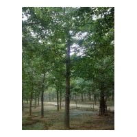 達(dá)豐銀杏最新銀杏樹(shù)價(jià)格