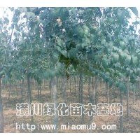 供應(yīng)大葉女貞，大葉女貞價格，大葉女貞基地，潢川大葉女貞價格