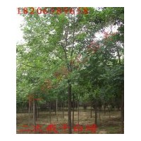 供應(yīng)白蠟，速生白蠟，白蠟樹，惠民白蠟