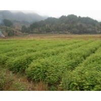 供應(yīng)水杉苗