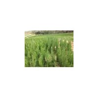 供應(yīng)50cm側(cè)柏種苗