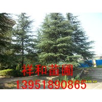 供應(yīng)南京雪松、廣玉蘭
