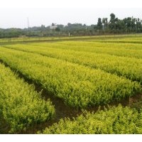 供應湖南苗木金葉女貞、小葉女貞、大葉女貞