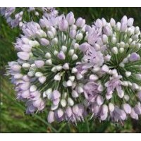 基地大量出售花蔥種子