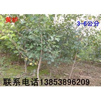 黃櫨【3-10公分黃櫨】【山東黃櫨 泰安黃櫨】