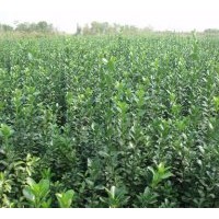 出圃?xún)r(jià)售大小葉黃楊.龍柏.塔柏.側(cè)柏.連翹.迎春