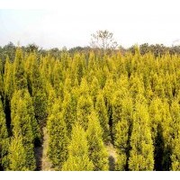 供應彩色金冠柏，藍冰柏，藍劍柏，銀邊海桐，金蜀檜