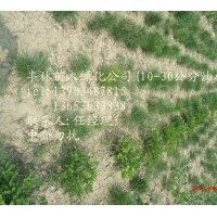 優(yōu)質(zhì)圃貨白皮松油松當年苗到10米山貨圃貨一應(yīng)俱全