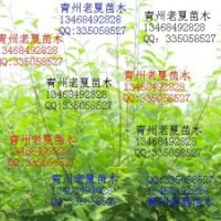 供應(yīng)碧桃 海棠 黃櫨 流蘇 迎春 紫荊 榆葉梅 側(cè)柏 桃樹 皂角 桂花