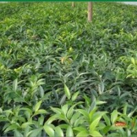 大量供應(yīng)地徑3-5公分竹柏綠化苗木