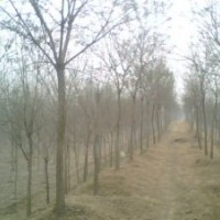 濟(jì)寧供應(yīng)國槐 全冠國槐 國槐價格 白蠟、法桐