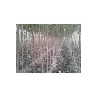 出售3-8公分速生楊山西運城廣源苗圃有售