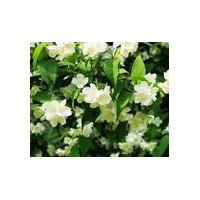 供應(yīng)太平花 連翹 棣棠