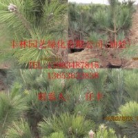 油松現(xiàn)貨供應(yīng)