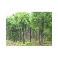 供應(yīng)全國(guó)各地1-60公分國(guó)槐 合歡 法桐 白蠟,15公分大葉女貞