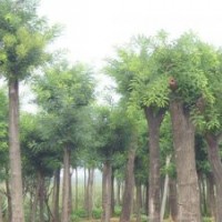 供應(yīng)苗木 國(guó)槐 合歡 法桐
