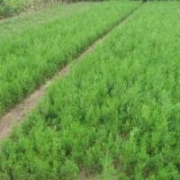 供應側(cè)柏苗