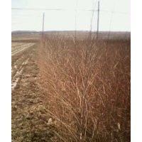 大量便宜出售小白榆