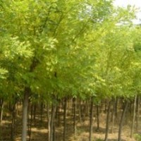1-18公分刺槐1-300油松白皮松哪里有