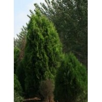 供應(yīng)1米2米3米側(cè)柏//白皮松//油松//華山松//儈柏